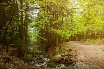 Vivid forest landscape. Morning light falls on a forest path.