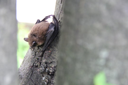 chauve-souris