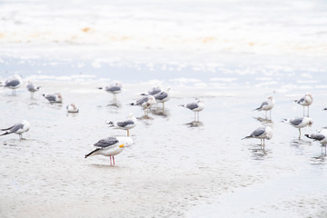 seagulls on a beach, california, Point Reyes National Seashore