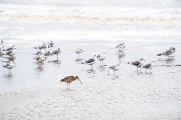 long-billed curlew (Numenius americanus)