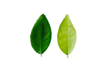 Front and back of lime leave on white background
