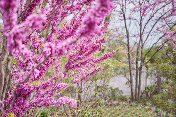 Blooming trees spring season beautiful nature