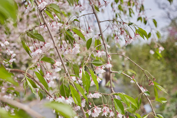 Blooming trees spring season beautiful nature