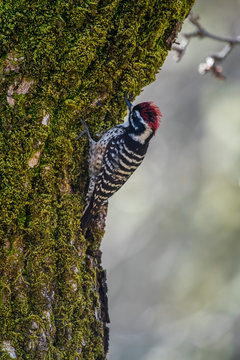 Nuttall's woodpecker (Dryobates nuttallii)