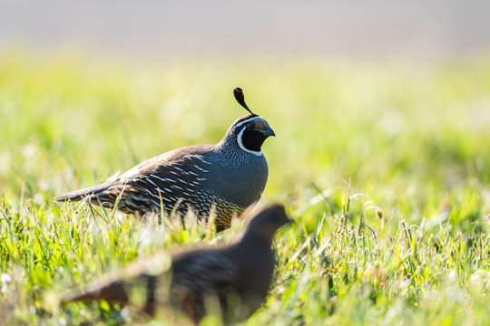 California quail (Callipepla californica), male foraging with female