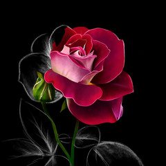 Red rose, with outline of white pencil stem and leaves, on black background