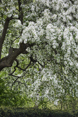 Fototapeta premium Blooming trees spring season beautiful nature