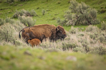Buffalo mother and baby