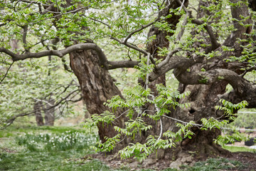 Blooming trees spring season beautiful nature