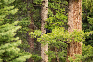 Playful bear cub © Cheryl