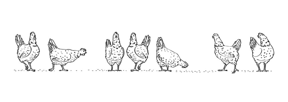 Black graphic set, collection, drawn rural hens or chickens, walking in different poses, pecking grain. Vector illustration, isolated on white background for design and decor.