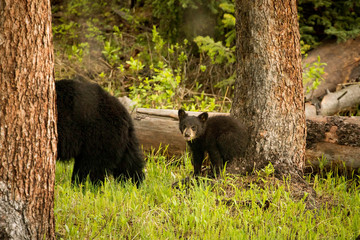 Black Bear cub © Cheryl
