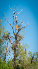 Dry Tree form Danube Delta