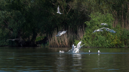 Landscapa Wild Birds Danube Delta