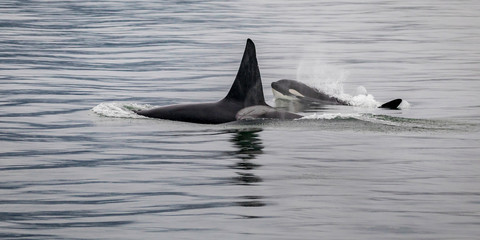 Naklejka premium Killer whale
