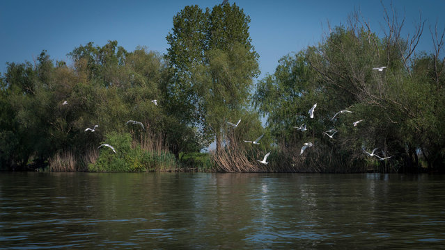 Danube Delta Wild Landscape