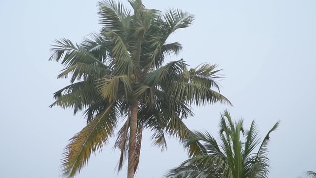 coconut tree in storm in india palm wind high people