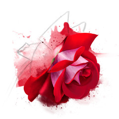 Red rose close-up on a white background, isolated, with sketch elements in pencil, splashes and streaks of paint