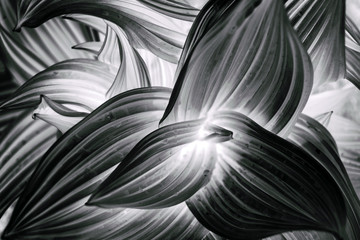 Curved leaves abstract texture. Natural background