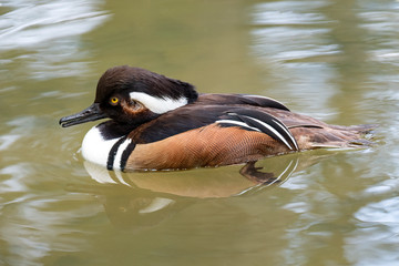 Hooded Merganser (Lophodytes cucullatus), Native to North America