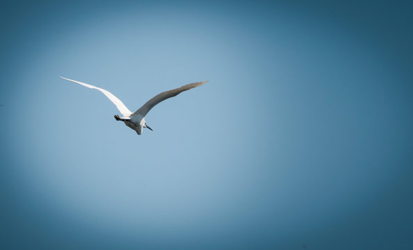 Wild Bird in Flight