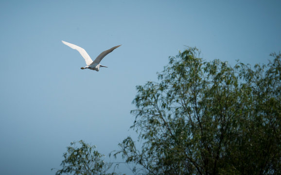 Wild Bird in Flight Over The Trees