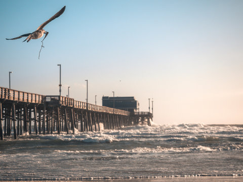 Fototapeta Newport beach pier in California 