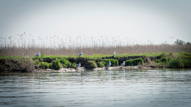 Wild Danube Delta from Romania