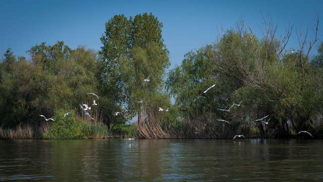 Danube Delta, Romania Wild Landscape