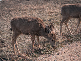 Young deer near the road in Rocky Mountain National Park