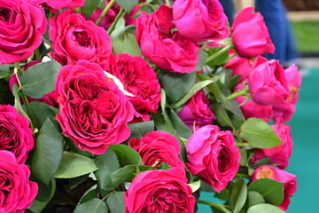 bouquet of pink roses