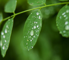 raindrops on the leaves of plants