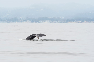 humpback whale (Megaptera novaeangliae) in the Monterey Bay, California