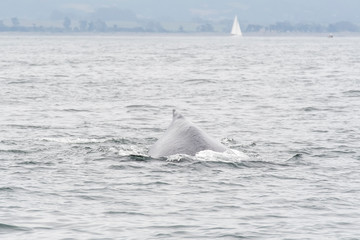 Fototapeta premium humpback whale (Megaptera novaeangliae) in the Monterey Bay, California