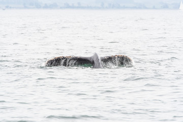 humpback whale (Megaptera novaeangliae) in the Monterey Bay, California