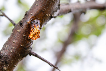 Solid sap of the tree on the trunk close-up.