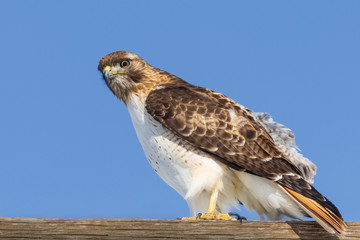 Red Tailed Hawk