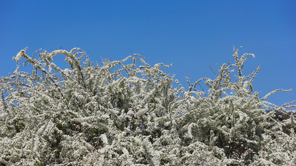 Japanese white Spiraea thunbergii flowers tree with blue sky background.