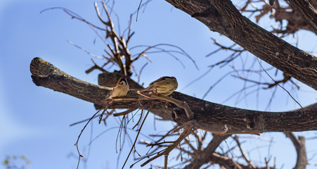 two funny birds sparrows on a branch in a Sunny spring garden flapping their wings
