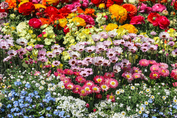 colorful several flowers type bouquet design field background.