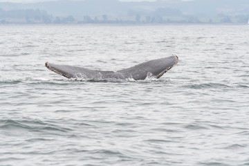 Fototapeta premium humpback whale (Megaptera novaeangliae) in the Monterey Bay, California