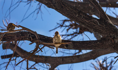two funny birds sparrows on a branch in a Sunny spring garden