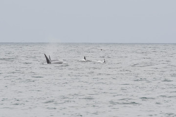 humpback whale (Megaptera novaeangliae) in the Monterey Bay, California