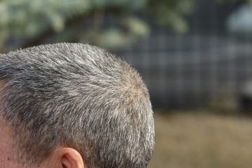 a short gray hoary hair head part of older man backgorund.