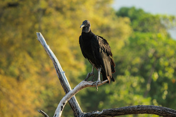 Black Vulture in Guanacaste