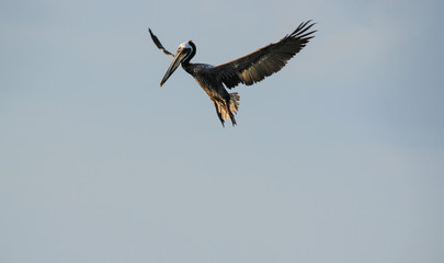 Descent of the Pelican