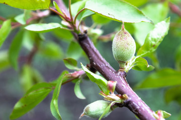 On a branch with green leaves, the first green apricot berries.