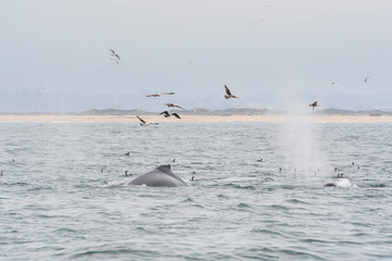 humpback whale (Megaptera novaeangliae) in the Monterey Bay, California