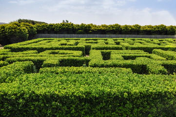 Labyrinth hedge garden, squared shape.