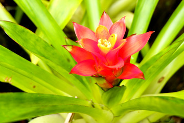 tropical flower